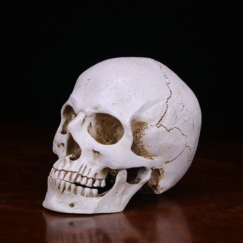 Realistic Skull Decoration