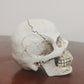 Realistic Skull Decoration