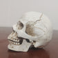 Realistic Skull Decoration