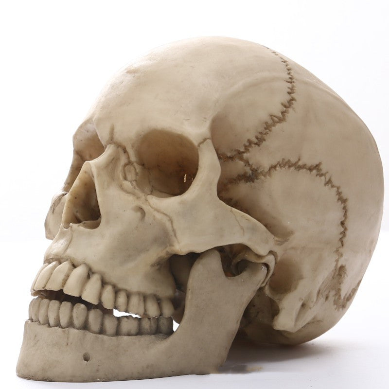 Realistic Skull Decoration