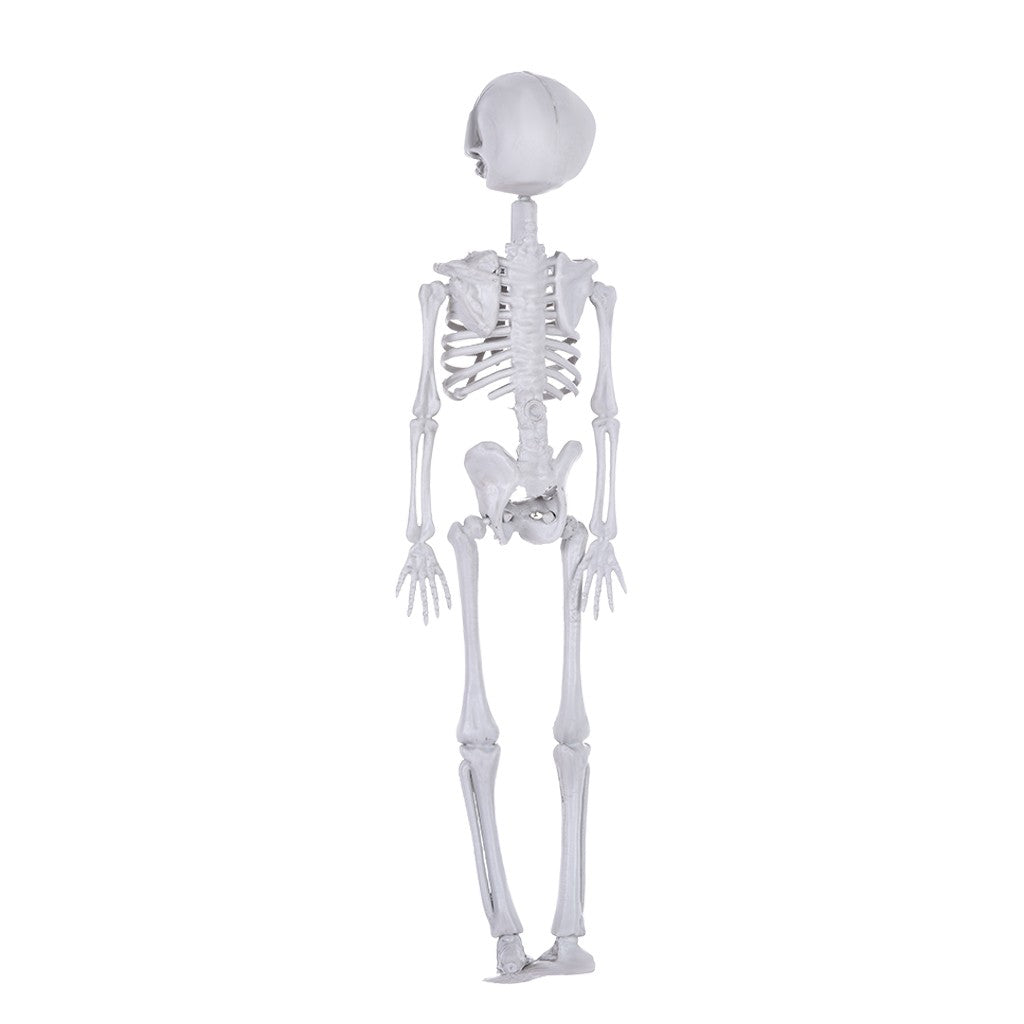 Full Body Halloween Skeleton